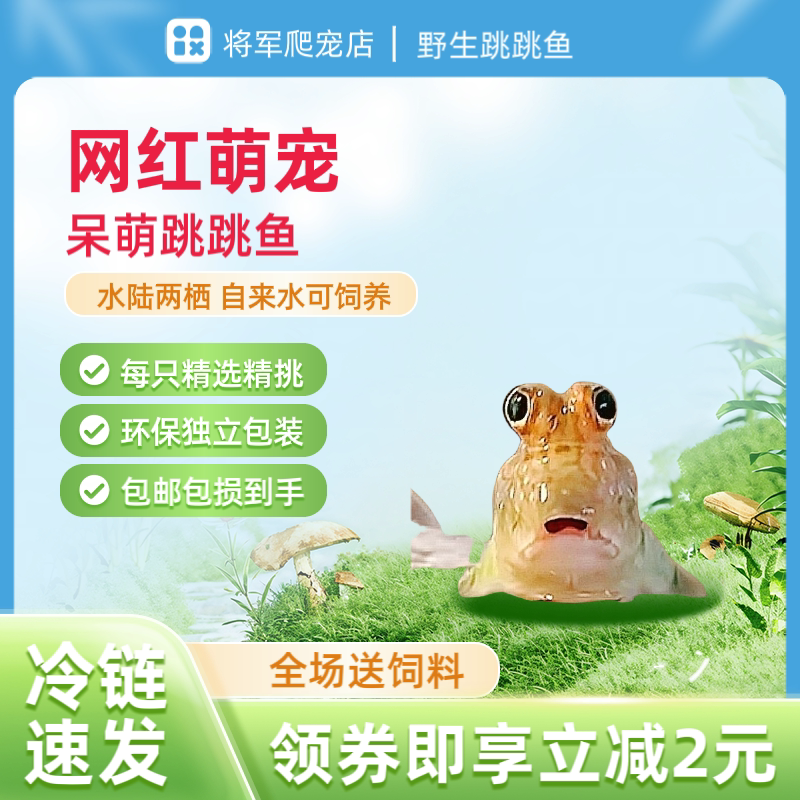爆款弹涂鱼宠物鱼淡水观赏可爱解压红鳍跳跳鱼滩涂鱼两栖动物桌面