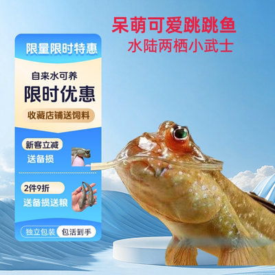 跳跳鱼弹涂鱼活鱼滩涂鱼淡水观赏鱼宠物饲料苗跳鱼弹涂鱼食用