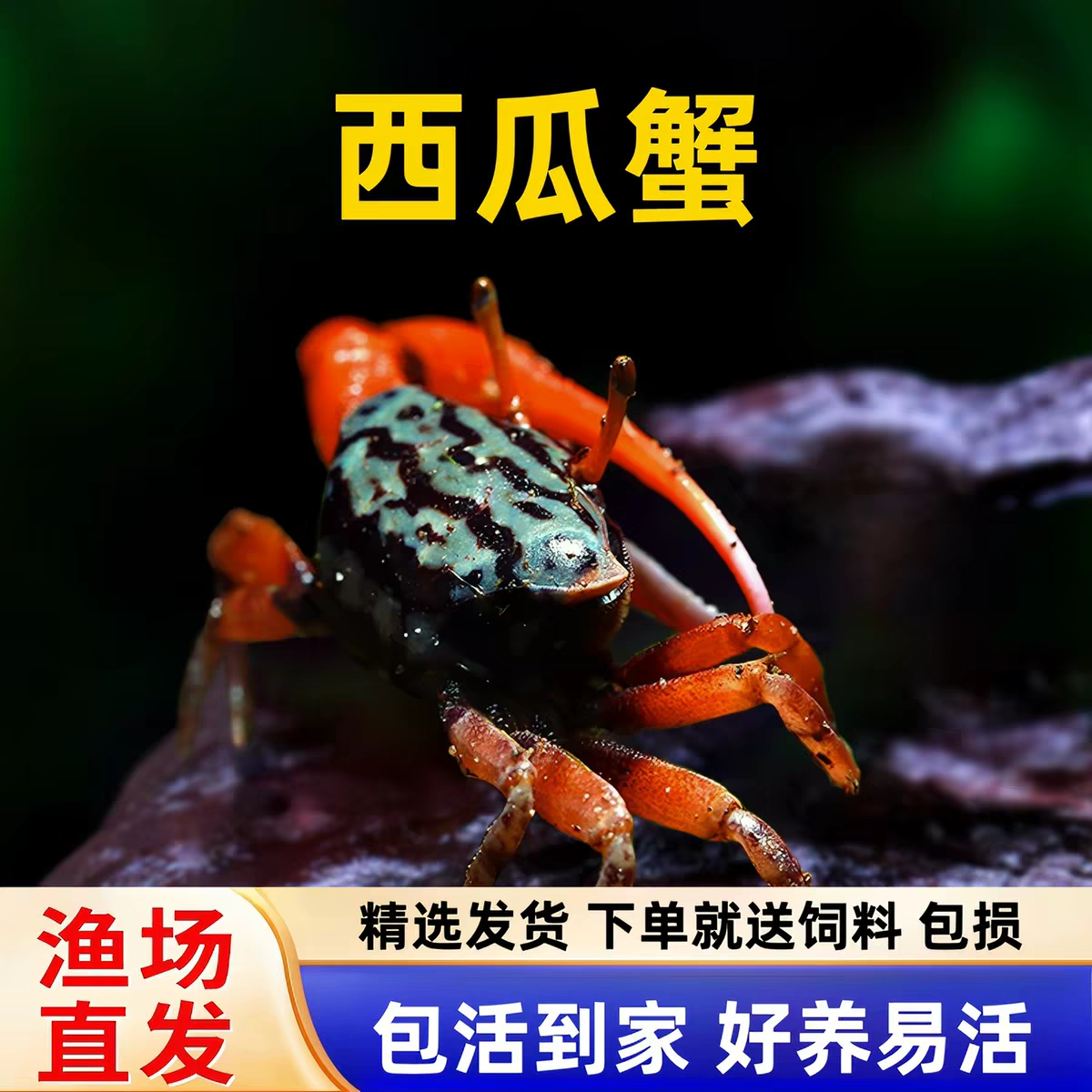 西瓜蟹水族懒人宠物观赏蟹淡水蟹七彩小螃蟹易养易活