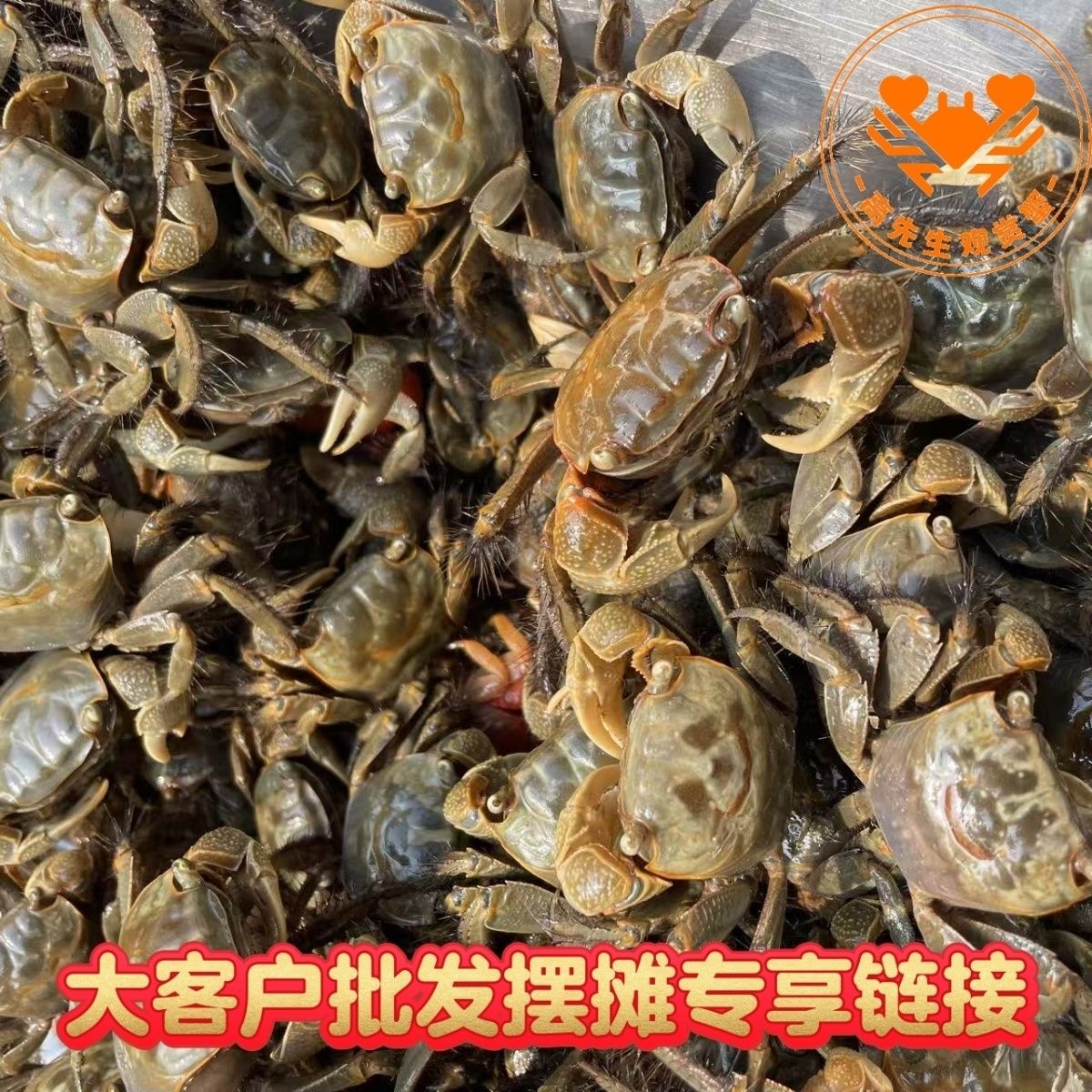 全网低价批发摆摊将军蟹淡水宠物鲜活桌面相守辣椒螃蟹发财摆地摊