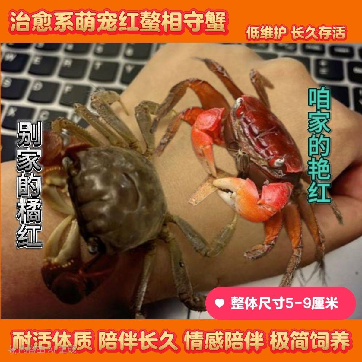 红螯相手蟹相守蟹发财蟹观赏x蟹宠物蟹鲜活的小螃蟹萌宠摆地摊