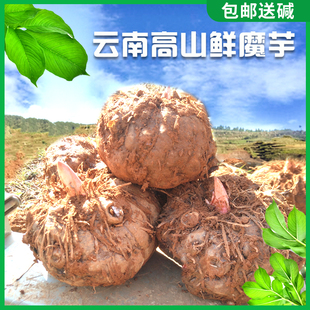商用新鲜白魔芋100斤灰菜产地直销生魔芋现挖包邮魔芋豆腐农产品