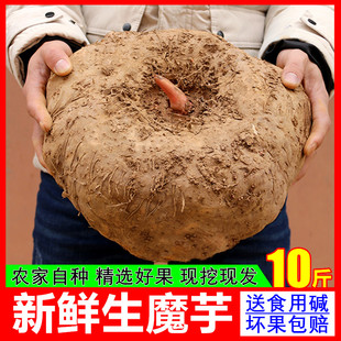 【精选大果】云南生魔芋新鲜现挖5斤以上生长三年10斤灰菜出粉多