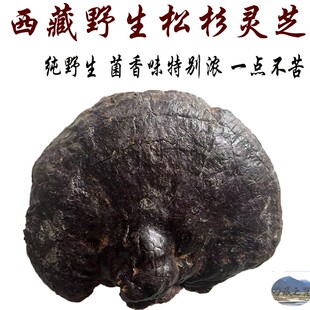 西藏直发 西藏林芝产野生松杉灵芝 500克 老松杉灵芝 松杉灵芝