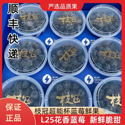 枝冠蓝莓脆甜当季新果
