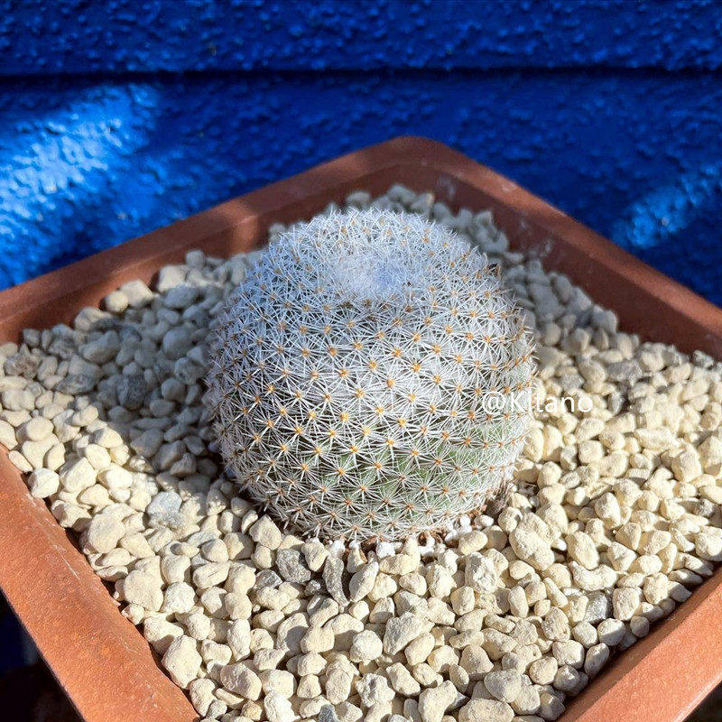 希望丸仙人球 迷你开花实生多肉植物小盆栽 乳突球红花桌面绿植