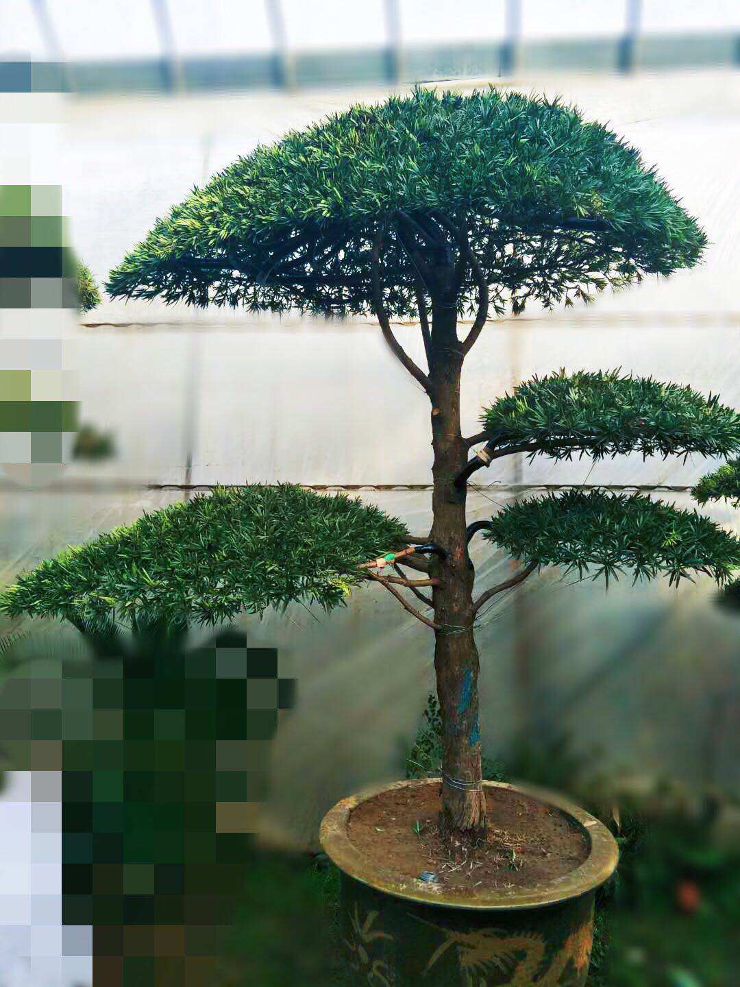实物精品罗汉松造型盆景树桩米叶罗汉松下山桩四季常青盆栽造型