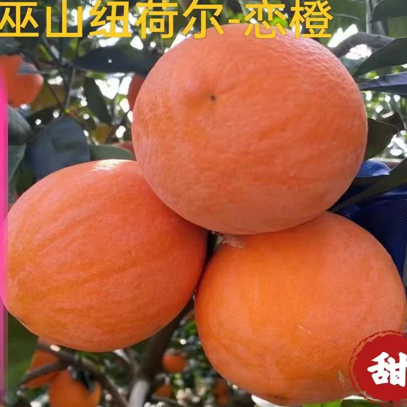 重庆巫山特产曲尺纽荷尔脐橙新鲜水果5斤10斤20斤包邮果园直发
