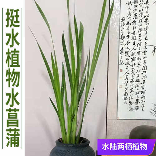 挺水植物水培植物水陆两栖