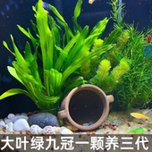 大叶绿九冠水草阴性鱼缸造景专用植物皇冠迷你九冠阴性懒人真绿植