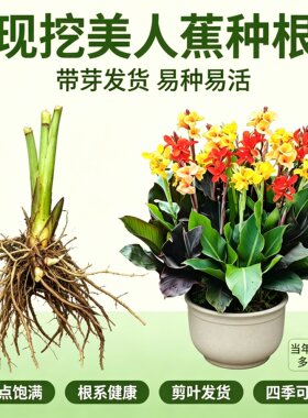 美人蕉带芽种根多年生易活庭院