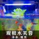 水芙蓉水白菜鱼缸造景净化水质懒人四季 水草养鱼养虾庭院水培植物