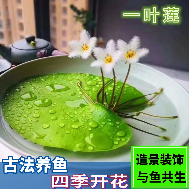 一叶莲红毛丹浮萍碗莲水生水培植物室内阳台四季开花鱼缸浮性水草