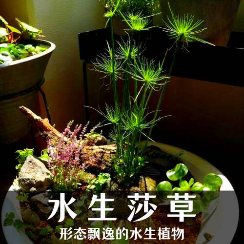 水生莎草埃及莎草园林造景绿植古法养鱼材料净化水质