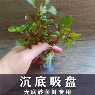 水草固定神器沉底定植环陶瓷环定植绵定植篮吸盘鱼缸水草固定底座