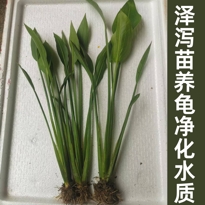 泽泻苗养龟净化水质水生植物