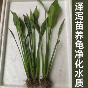 泽泻苗养龟净化水质水生植物四季开花庭院阳台水草生态造景绿植