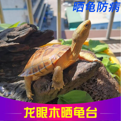 天然晒台躲避洞造景晒台爬坡木