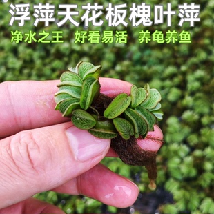 浮萍天花板槐叶萍水草新手易活净水之王鱼缸造景活体植物养龟养虾