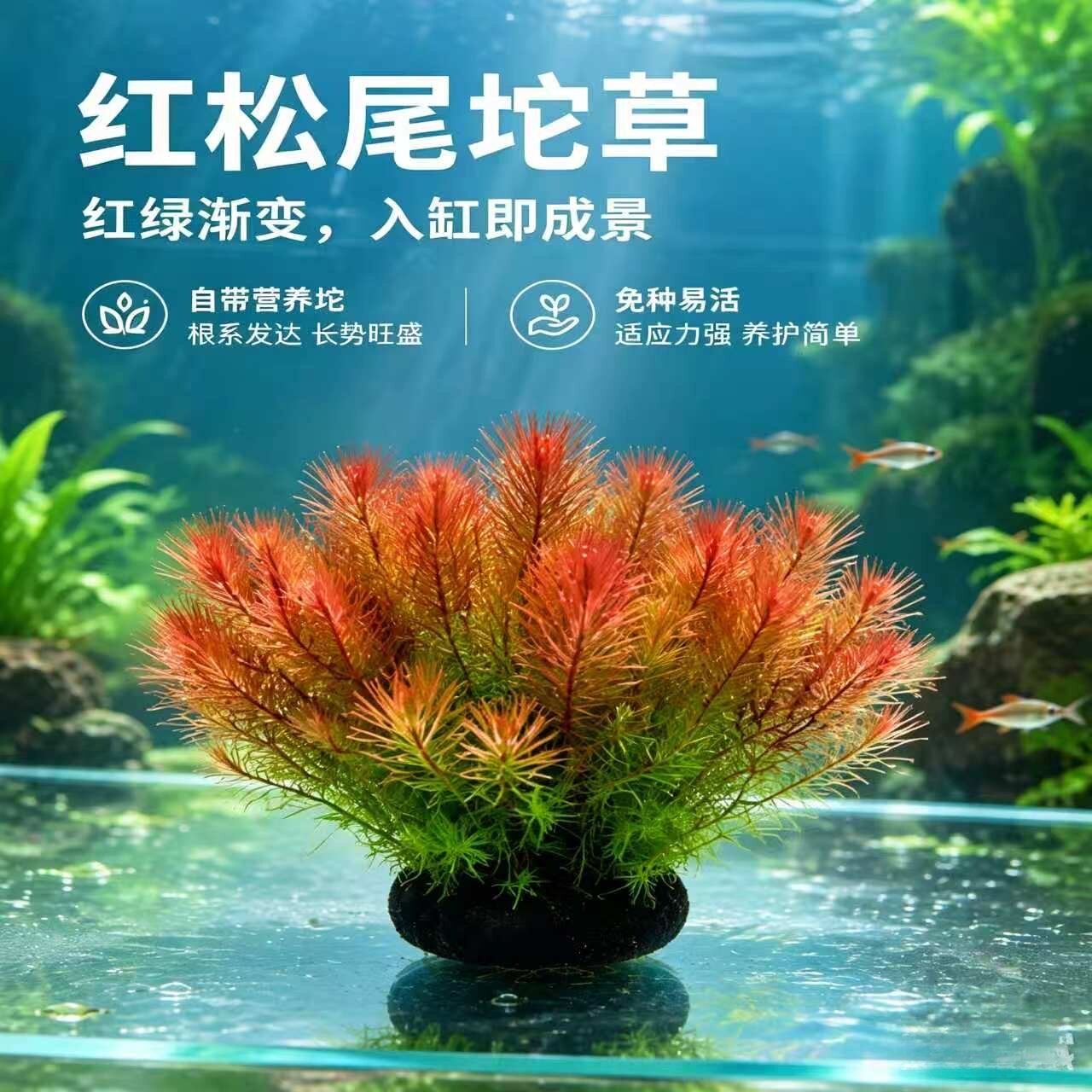 净水红松尾坨草免种易活造景好养