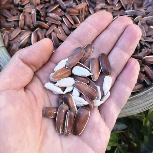 云南特产红皮瓜籽散装食用农产品即食红皮葵花籽新货甜糯香