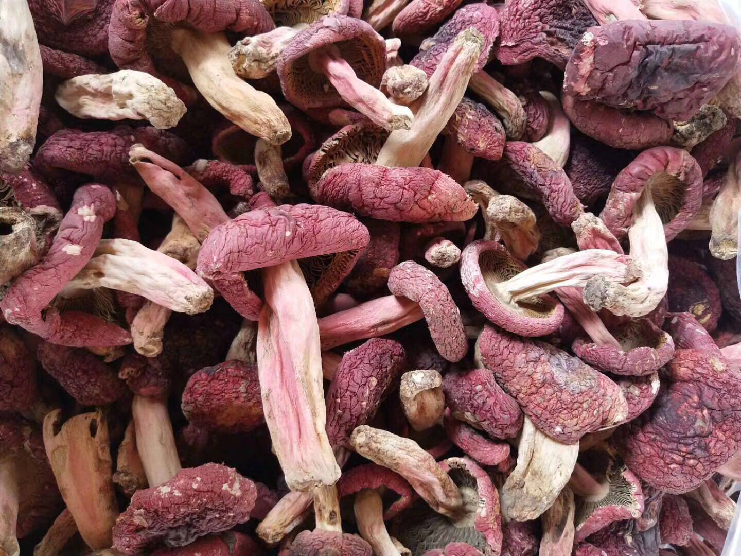 新货香菇云南思茅大红菌食用 野生菌红菇标菇一级货200g包邮