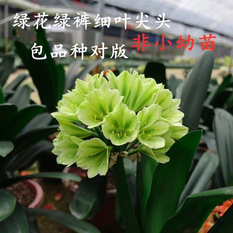绿花君子兰价格 绿花君子兰图片 星期三 绿花君子兰价格 绿花君子兰图片 星期三