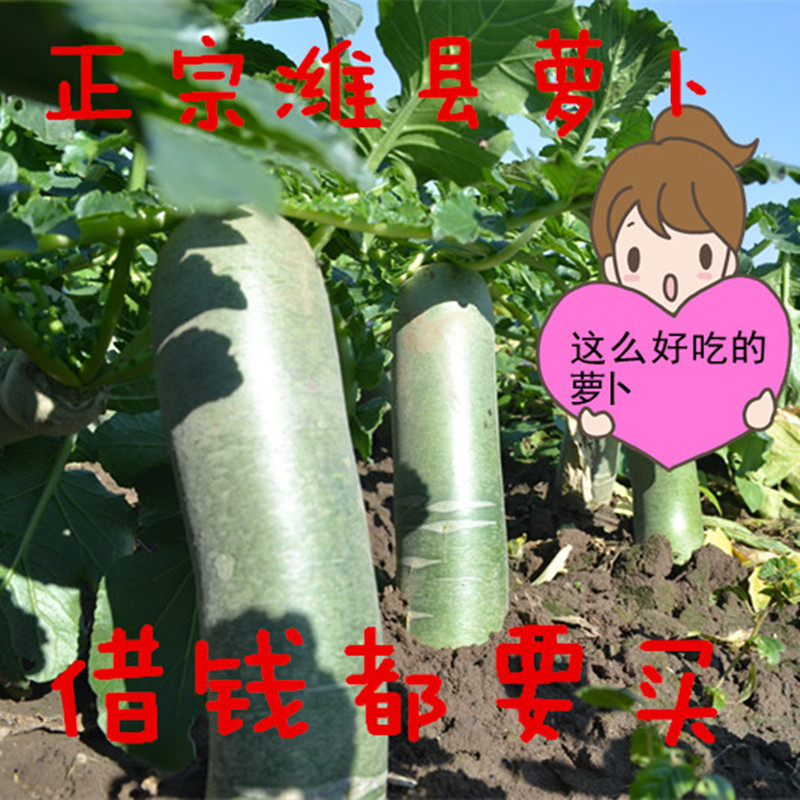 [精品]正宗潍坊水果萝卜夏庄水萝卜/胡萝卜
