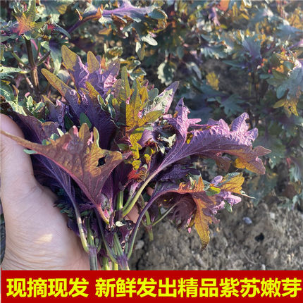 广西桂林农家现摘新鲜紫苏叶子食用饭店龙虾鱼蟹调料去腥提香250g