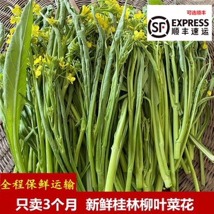 只卖3个月广西桂林农家特色蔬菜当天采摘新鲜柳叶菜花绿菜苔菜心
