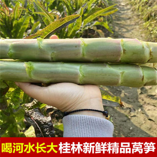 喝河水长大无农药广西桂林农家新鲜采摘香莴笋紫叶莴笋露天莴苣青