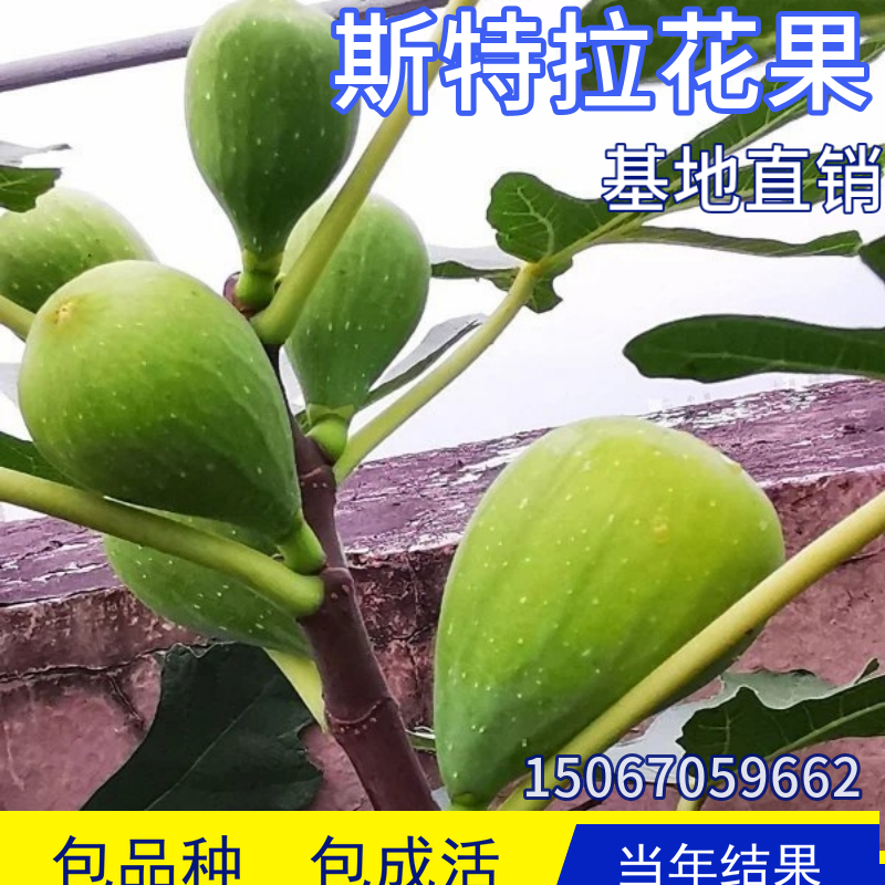 斯特拉无花果包活包结果现挖发货