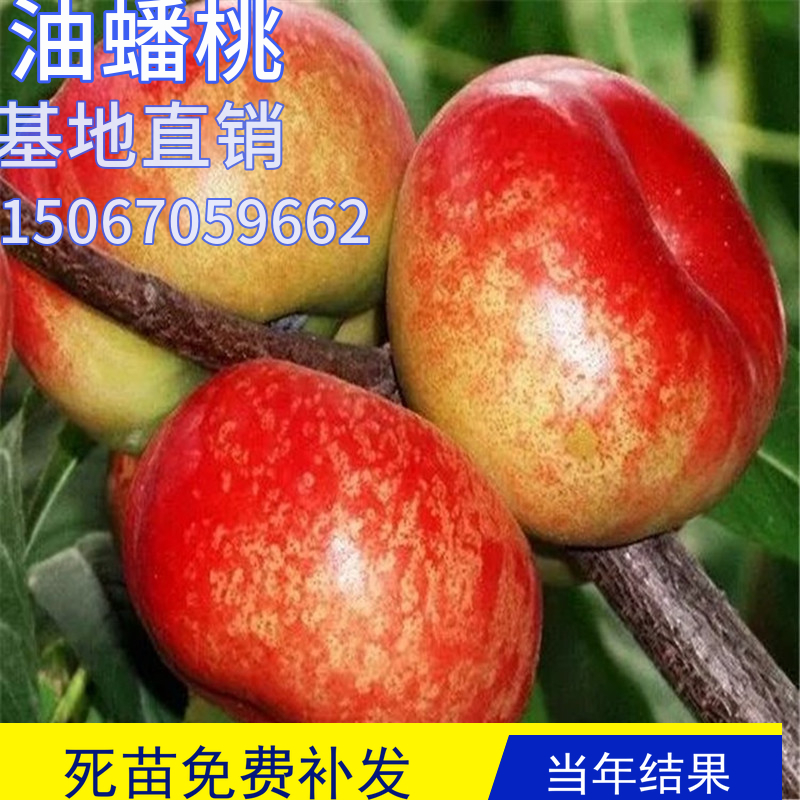油蟠桃树苗特大嫁接果苗室内盆栽果树地栽活苗南北方种植当年结果