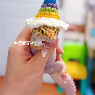 守宫蜥蜴宠物帽子可爱卡哇伊迷你针织纯手工钩鹦鹉仓鼠宠物小帽子