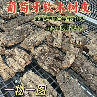 葡萄牙软木树皮鹿角蕨蝴蝶兰等绿植挂板 饰 天然树皮爬宠缸造景装