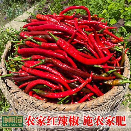 湖南本地农家自种现摘薄皮红辣椒
