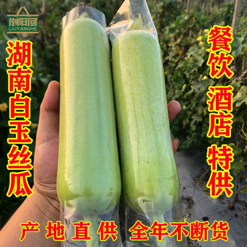现摘现发农家自种白玉丝瓜