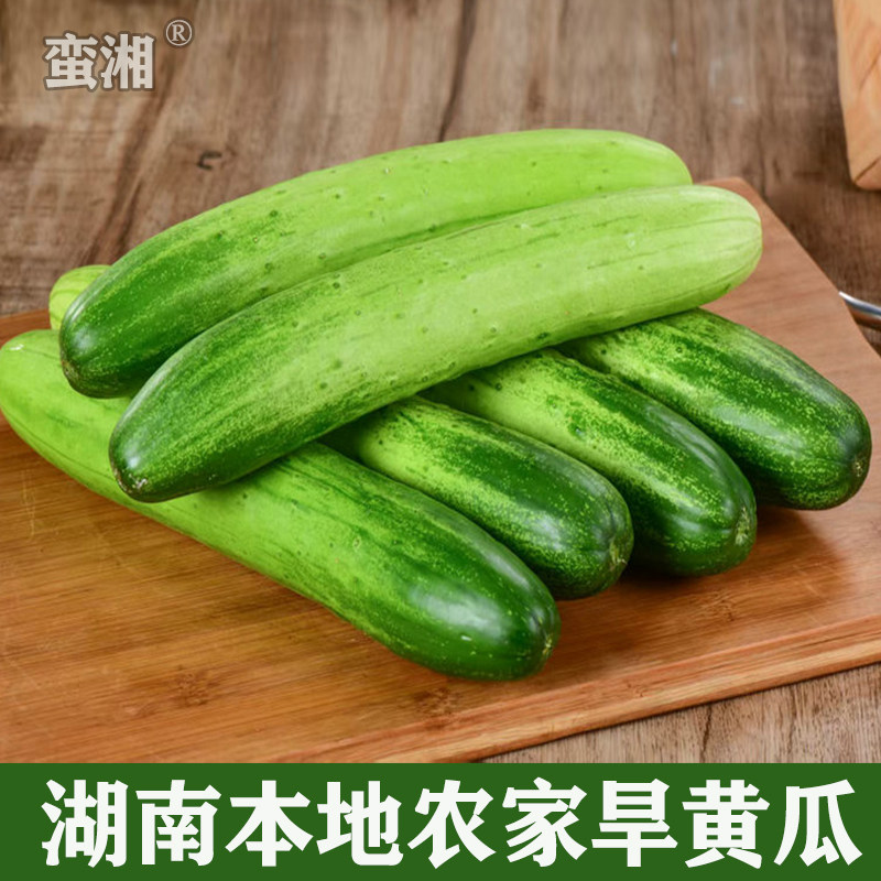 新鲜旱黄瓜水果小黄瓜嫩生吃白玉不带刺农家现摘凉拌沙拉当季蔬菜