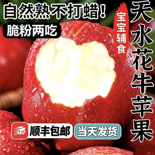 甘肃花牛苹果新鲜粉面沙甜婴儿辅食刮泥新鲜果宝宝辅食好吃苹果