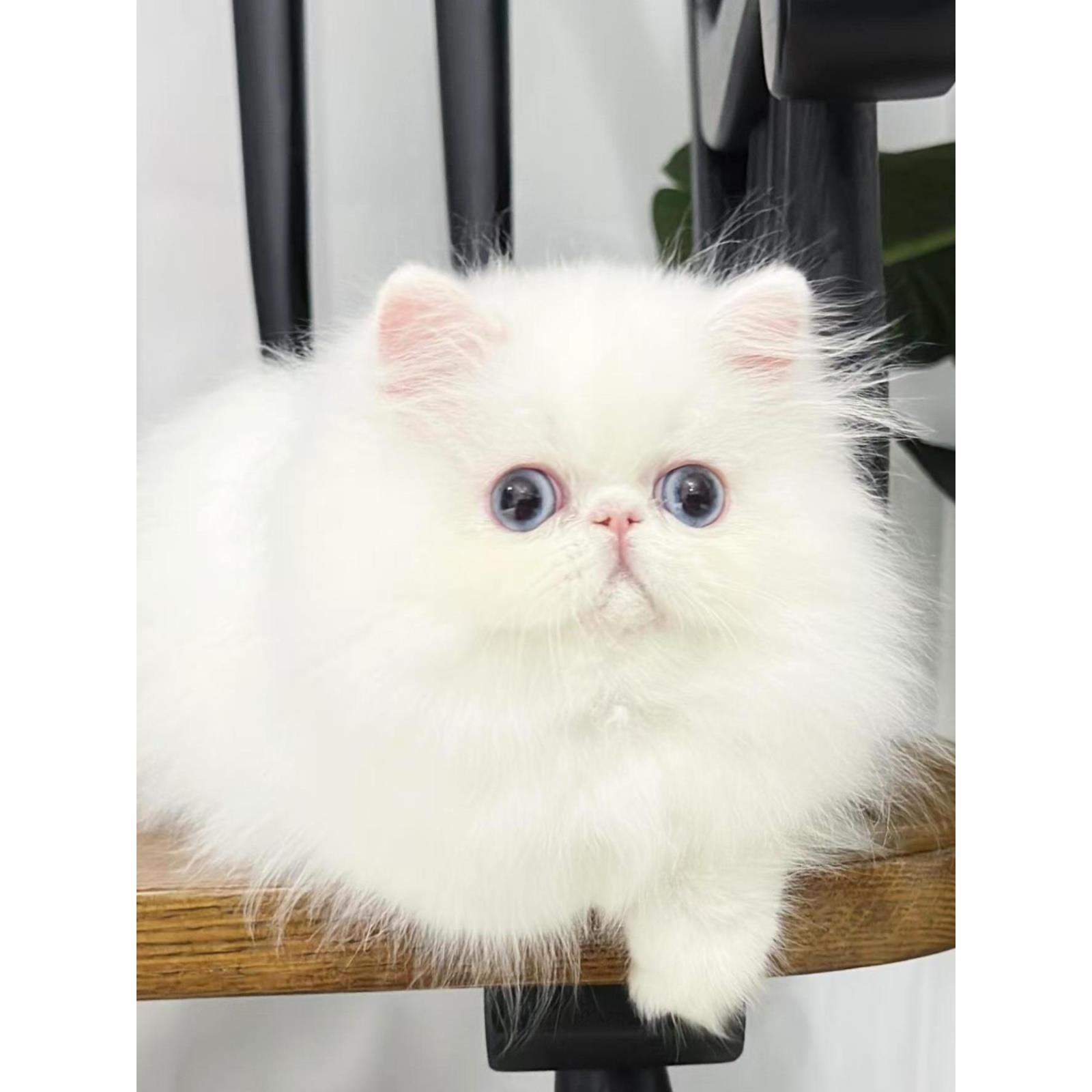 香港发货赛级白色净梵加菲猫幼崽矮脚异国短毛猫宠物曼基康波斯猫