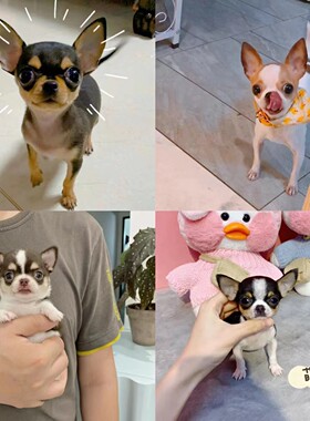 香港澳门发货黄白铁包金小鹿犬幼崽袖珍吉娃娃茶杯犬活体宠物狗犬
