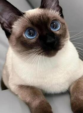 香港猫舍虎斑星罗暹罗猫幼崽重点色海豹布偶英短挖煤活体宠物猫咪