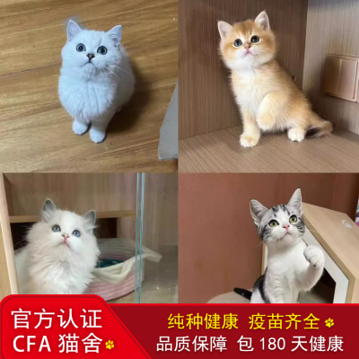 香港纯种美短幼崽金渐层布偶猫