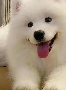 香港发货白色熊版萨摩耶犬幼犬崽雪橇犬哈士奇阿拉斯加活体宠物狗