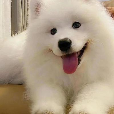 香港发货白色熊版萨摩耶犬幼犬崽雪橇犬哈士奇阿拉斯加活体宠物狗