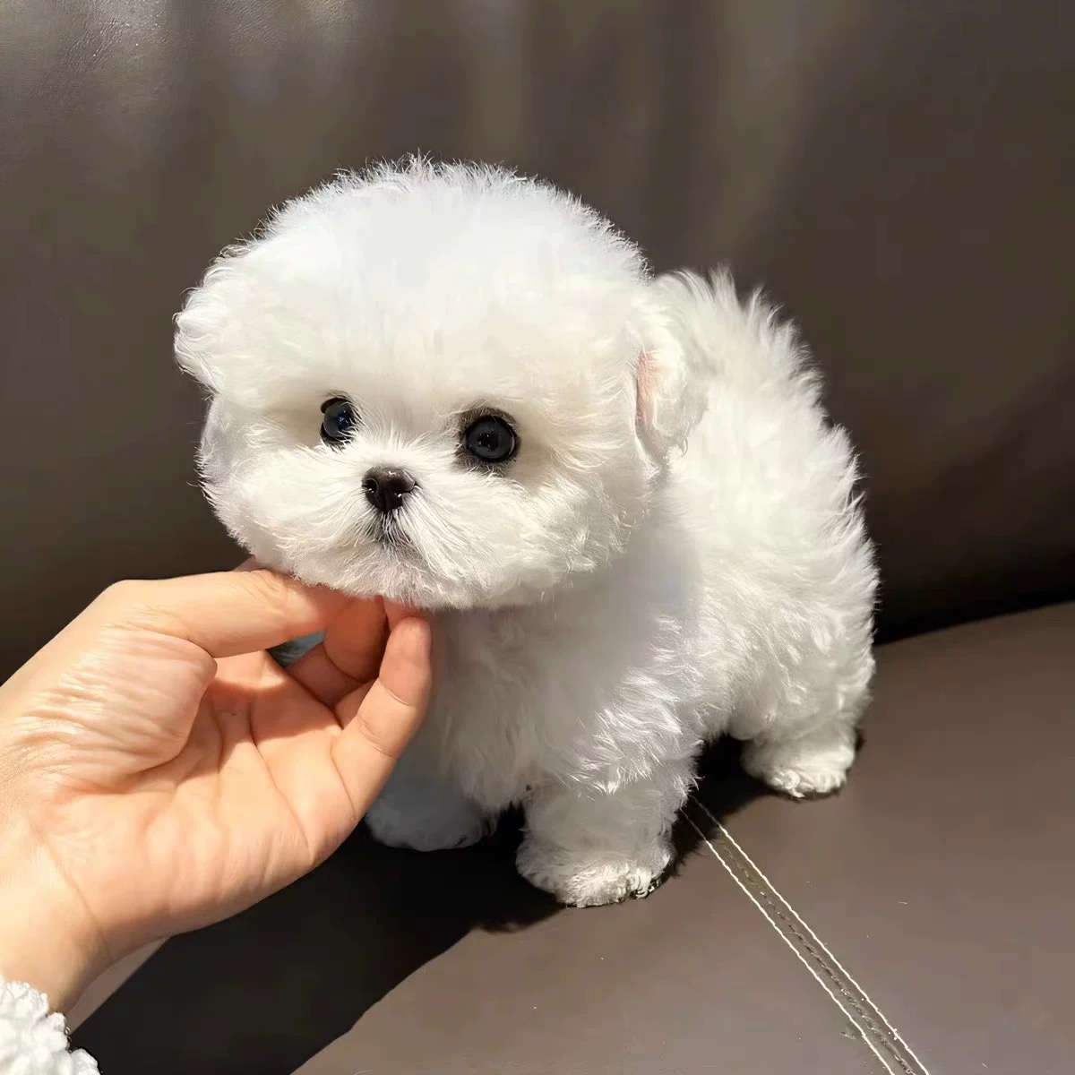 香港澳门发货纯白小体米奇耳比熊犬幼崽不掉毛茶杯犬博美宠物狗犬