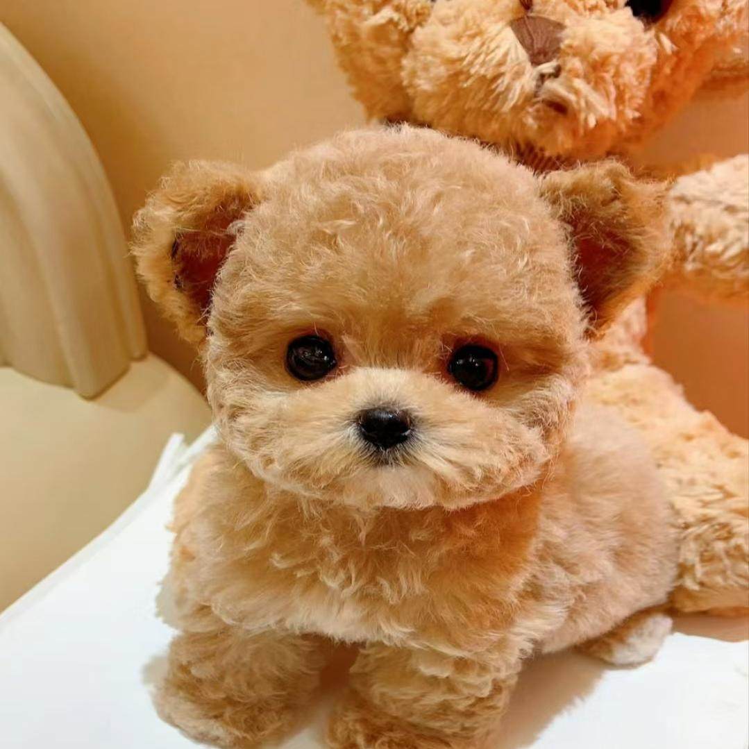 香港澳门发货纯种黑白红泰迪幼犬长不大茶杯犬幼崽宠物比熊犬幼崽