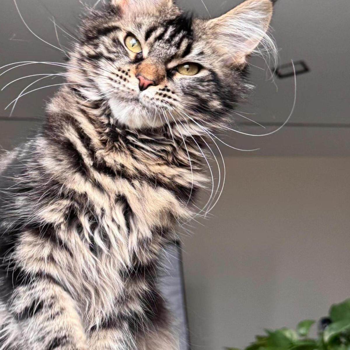 香港发货缅因猫幼崽黑棕银虎斑烟灰色异瞳长毛活体森林库恩宠物猫