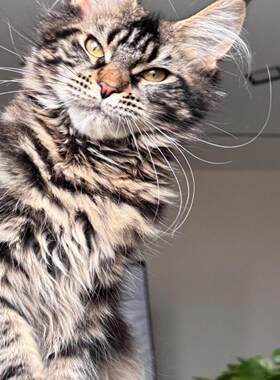 香港发货缅因猫幼崽黑棕银虎斑烟灰色异瞳长毛活体森林库恩宠物猫