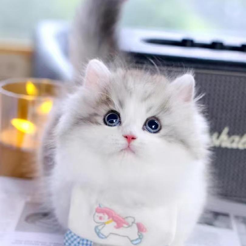 香港发货银白拿破仑矮脚猫幼崽乳白纯白色长毛活体曼基康宠物猫咪